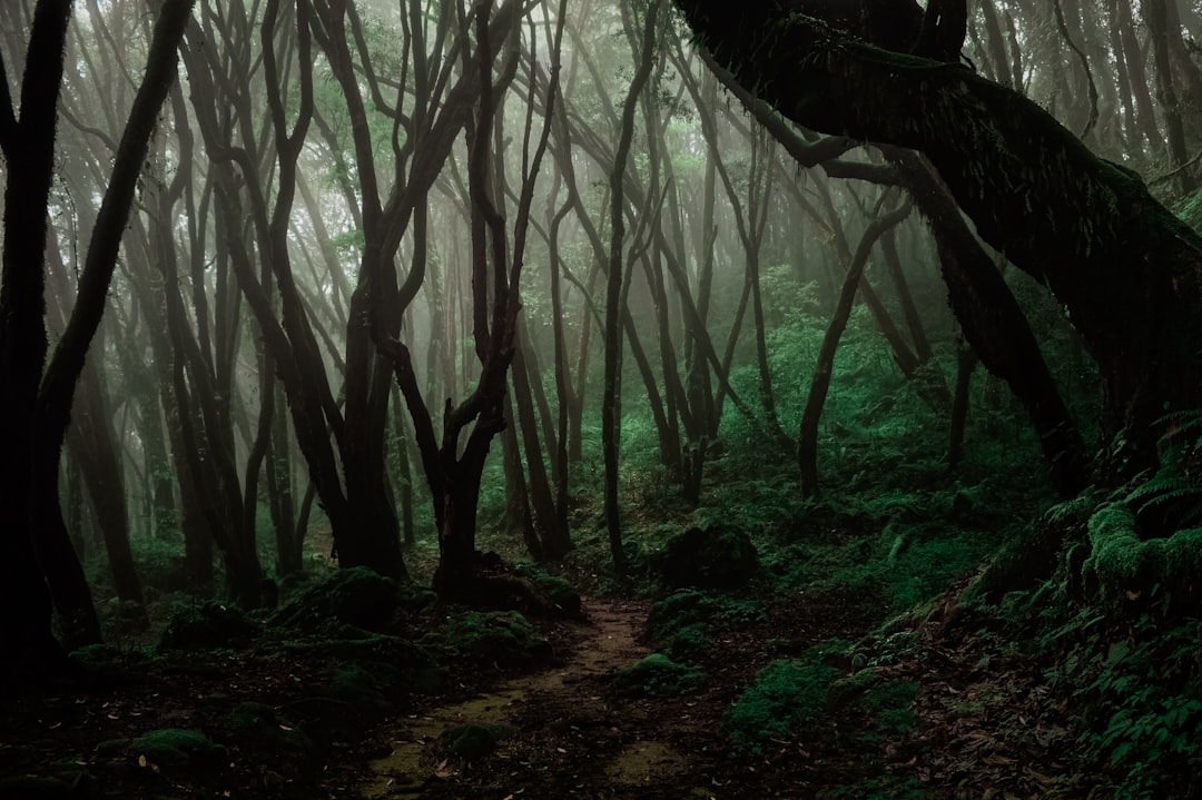 Photo Enchanted forest